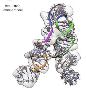 We’ve resolved the SARS-CoV-2 frameshift stimulation element with our hybrid structure determination pipeline Ribosolve, and we report effects of antisense oligonucleotides on this RNA’s function and on virus replication in cell culture. Read more in our bioRxiv preprint. Many thanks to our colleagues in Glenn, Chiu, d’Souza, and Baric labs and SLAC for this fruitful collaboration, much of which occurred in the midst of.our university shutdowns.