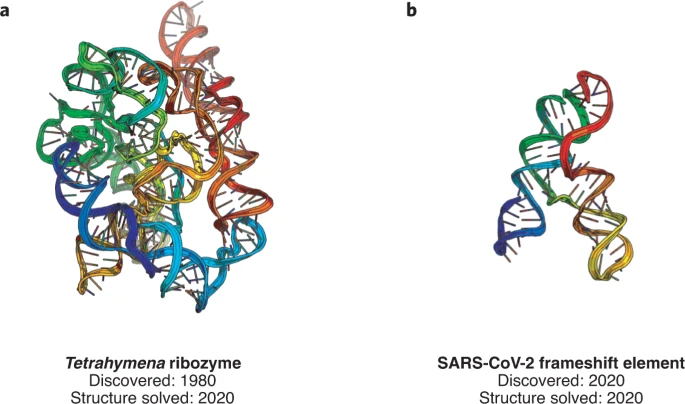 Which RNA secondary structure package best predicts experimental data? Hannah Wayment-Steele used high-throughput structural data from Eterna to answer this question, and found a suprising result: lesser-known packages developed by statistical learning performed notably better than more widely-used packages.