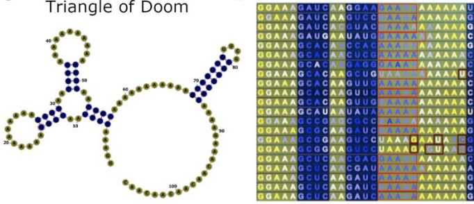 Congratulations to Roger Wellington-Oguri, Eli Fisker, Mathew Zada, Michelle Wiley, Jill Townley, and Eterna Players for the first peer-reviewed scientific publication written entirely by videogame players. The paper “Evidence of an Unusual Poly(A) RNA Signature Detected by High-throughput Chemical Mapping” was just accepted in the journal Biochemistry. The paper is coming out back to back with a companion paper from our lab that validates the players’ discovery of an unusual polyadenosine signature in RNA structure mapping experiments. These same player authors are leading scientific discussions in Eterna’s OpenVaccine mRNA vaccine stabilization efforts