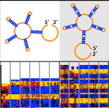 First scientific paper from EteRNA, “RNA Design Rules from a Massive Open Laboratory”, published in PNAS. A nice highlight in Science magazine was also published here: Online Video Game Plugs Players Into Remote-Controlled Biochemistry Lab.