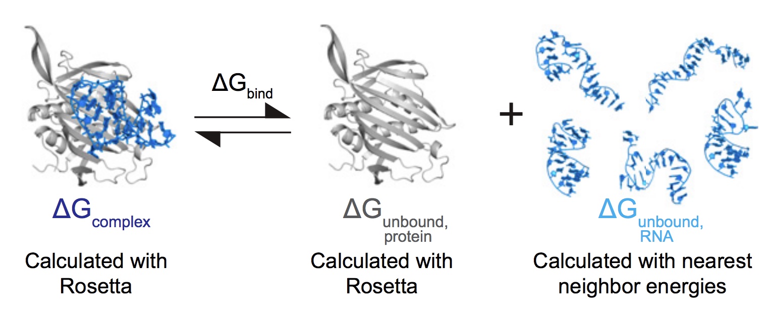 The latest paper by Kalli Kappel, on a Rosetta computational infrastructure for modeling energetics of RNA-protein complexes, has been published in PNAS. Check out Kalli’s other recent papers on RNA-protein structure modeling with Rosetta in Structure and Nature Methods!