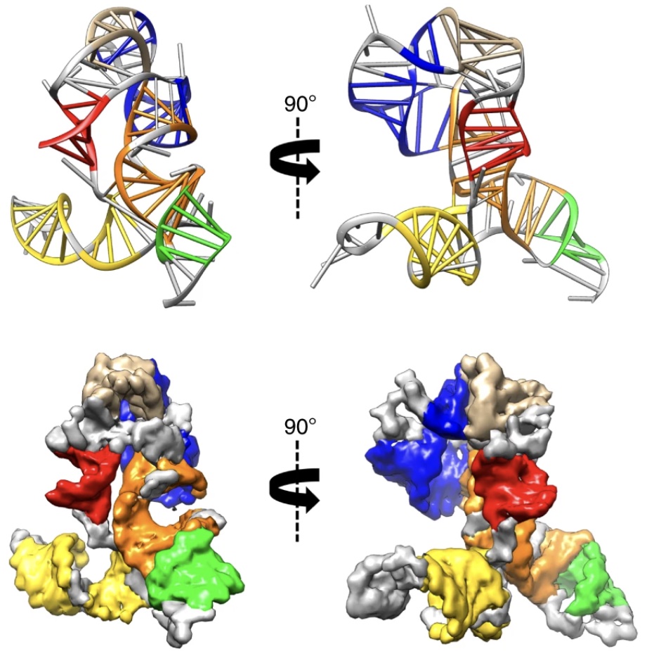 In collaboration with Wah Chiu’s lab, we’re pushing the limits of cryo-EM single-particle analysis to solve structures. An article in Nature Communications describes our results on a 40 kDa RNA, the SAM-IV riboswitch aptamer. The paper includes analyses confirming that the ligand-binding site can be detected in the RNA. Come play the Eterna puzzle celebrating this beautiful molecule (worth 500 points)