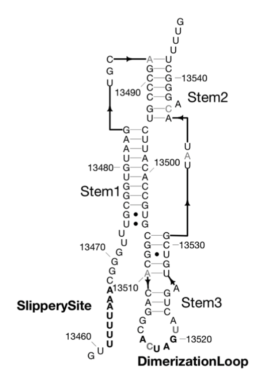 To aid in the design of nucleic acid-based therapeutics for the raging COVID-19 pandemic, Ramya Rangan and Ivan (Vanya) Zheludev have worked quickly to conduct a comprehensive conservation analysis of the SARS-CoV-2 genome. Their preprint, published today in bioRxiv, identifies in this RNA virus many highly conserved sequences and secondary structure. A follow-up analysis confirms the conservation of many of these regions in the 739 SARS-CoV-2 genomes published during the current outbreak. The regions they have identified provide promising targets for the development of antiviral anti-sense oligonucleotide treatments as we continue to fight the COVID-19 pandemic.