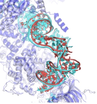 Kalli Kappel spoke at the 4th International Conference on Protein and RNA Structure Prediction! She presented her latest work on Computational modeling of missing RNA coordinates into density maps of ribonucleoprotein machines