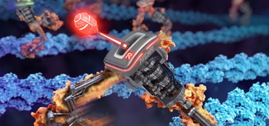 Congratulations to collaborators Tosan Omabegho & Zev Bryant for reporting their design of a fast molecular machine whose direction can be reversed back and forth by RNA. The paper “Controllable molecular motors engineered from myosin and RNA” and a commentary are now out in Nature Nanotechnology