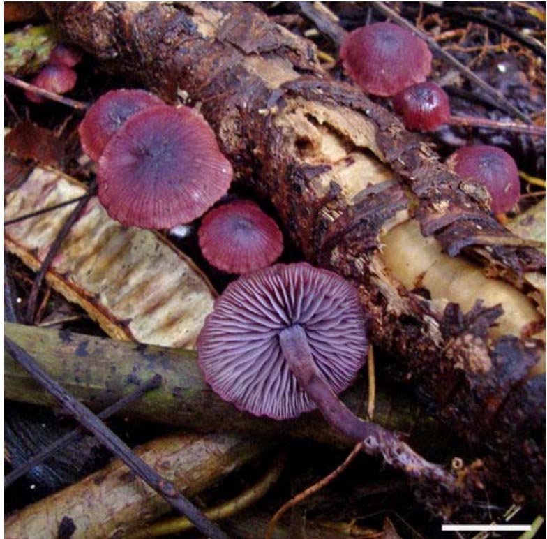 Newly discovered mushroom named after lab member! Congratulations to Wipapat (Ann) Kladwang for co-discovering Pseudobaeospora wipapatiae, described in “A ruby-colored Pseudobaeospora species is described as new from material collected on the island of Hawaii”, in the newest issue of Mycologia.