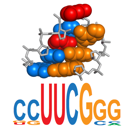 Presenting our new fixed backbone design server for RNA. Want to know what sequence best fits a given phosphate backbone? Come try our server and submit any RNA in PDB format.