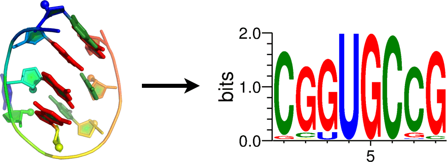 Our first RNA design server has been launched, and published. Want to know what sequence best fits a given phosphate backbone? Come try our server and submit any RNA in PDB format