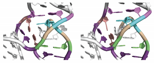 We’re pleased to report our latest methods in 3D RNA modeling and Eterna design. Three preprints on BioRxiv highlight Blind prediction of noncanonical RNA structure at atomic accuracy, Computational design of asymmetric three-dimensional RNA structures and machines, and Prospects for recurrent neural network models to learn RNA biophysics from high-throughput data. Check out preprints through our publications page