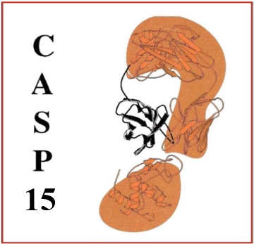 The version of record of our CASP15 RNA assessment paper is out in the Proteins special issue. Read about it here. Also in the same issue: a perspective from groups (including ours) who experimentally solved the CASP15 3D RNA structures, as well as papers from the four top predictor groups, AIchemy_RNA2, Chen, RNAPolis, and GeneSilico. None used deep learning!