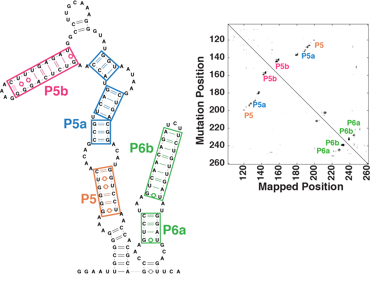 Fig4_FourRNAs_UpdatedForSecondProofs