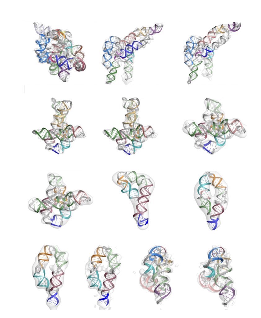 Ribosolve models